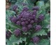 semence Brocolis a jet pourpre semence Brocolis a jet pourpre