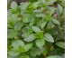 Menthe bergamote Menthe bergamote
