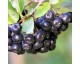 Aronia Aronia