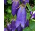 campanule 'SARASTRO' campanule 'SARASTRO'