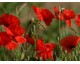 coquelicot coquelicot