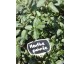 menthe poivrée menthe poivrée