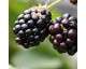 Mûre 'Black Satin' Mûre 'Black Satin'