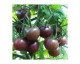 Tomate Cerise noire Tomate Cerise noire