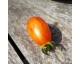 Tomate "Flammée Blush" Tomate "Flammée Blush"