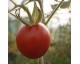 Tomate "Précoce de Quimper" Tomate "Précoce de Quimper"