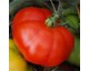 Tomate Super Marmande Tomate Super Marmande